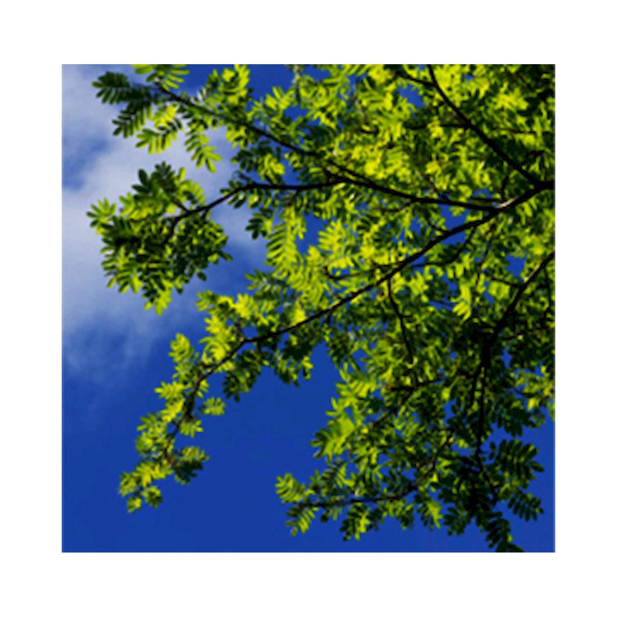 C95-R600x600 Einbauleuchte - Glamox 515D242620