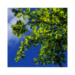 C95-R600x600 Einbauleuchte - Glamox 515D242620