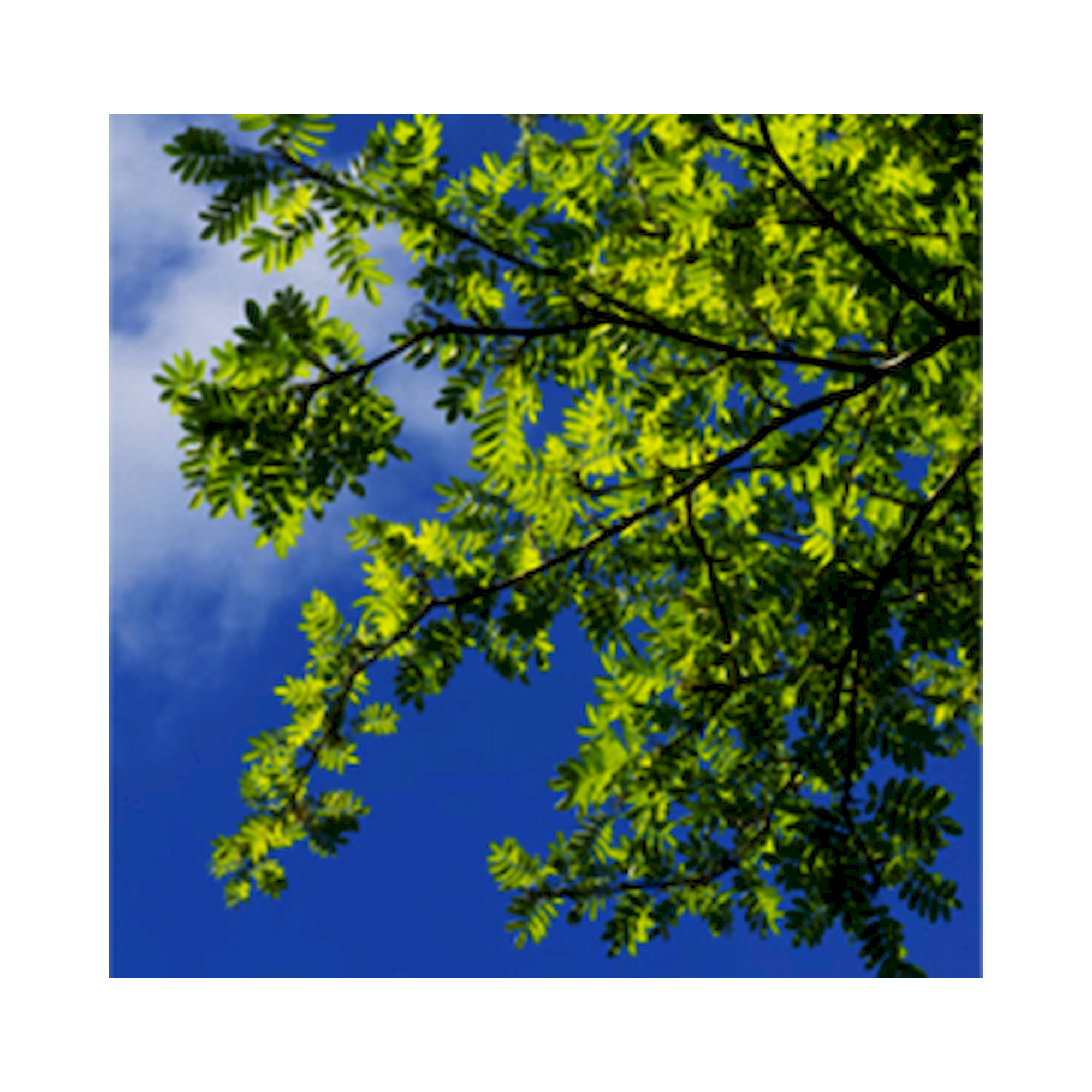 Glamox C95233613. Innenraumleuchten C95-R600x600 LED 1300 DALI 827-865 CCT LI SK12