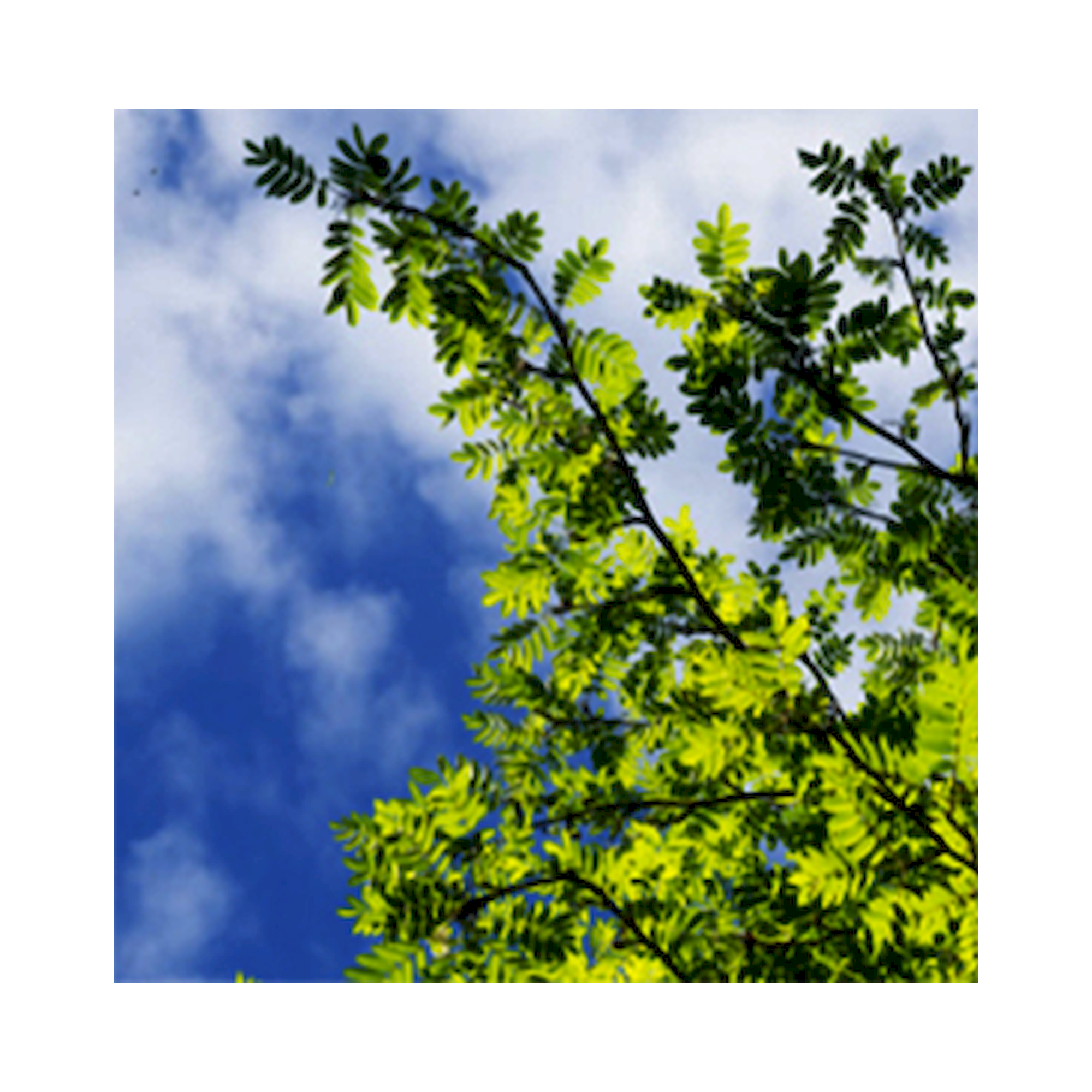 Glamox C95233608. Innenraumleuchten C95-R600x600 LED 1500 DALI 840 LI SK8